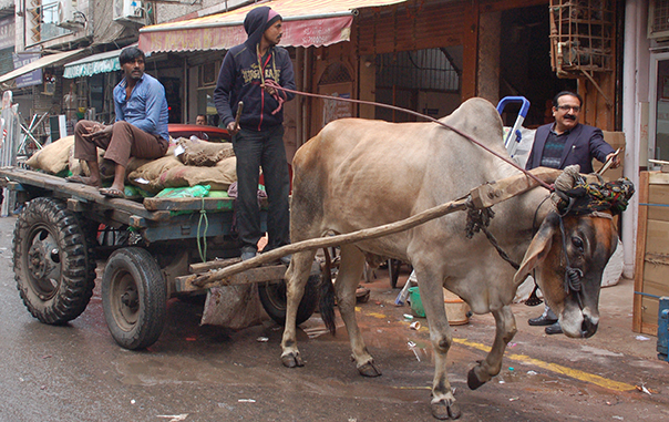 New Delhi (India)